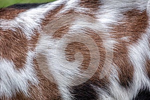 Close-up view of the brown fur