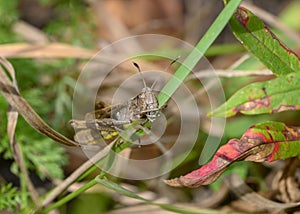 A close-up view of a brown grasshopper gnawing a leaf of grass in meadow thickets photo