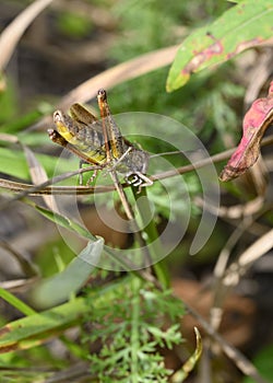 A close-up view of a brown grasshopper gnawing a leaf of grass in meadow thickets photo