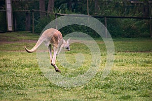 Close up view of brown kangaroo jumping among green fields