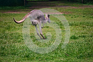 Close up view of brown kangaroo jumping at Lone Koala Sanctuary