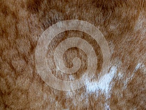 A close-up view of a brown and white cowhide texture. Spotted cowhide as background. The skin of a cow