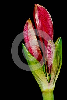 Close Up View of a Budding Amaryllis Flower Angled on Black Background - Wall Art