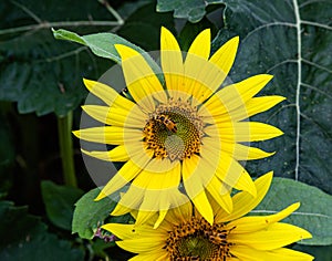 Close up view of bug soldier beetle on the disc florets of sunflower