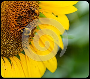 Close up view of bumble bee and soldier beetle on  the disc florets  of sunflower