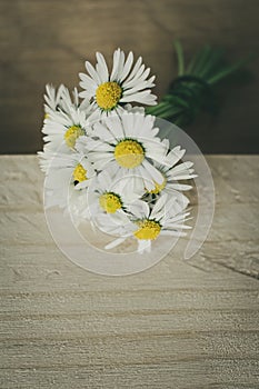 A bunch of blooming daisies on rustic wooden background