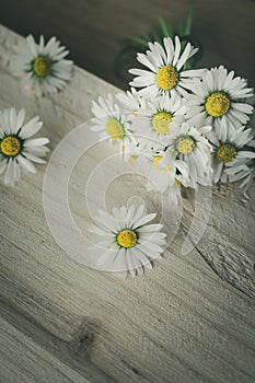 A bunch of blooming daisies on rustic wooden background