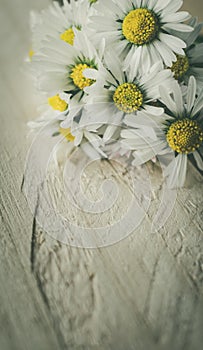 A bunch of blooming daisies on rustic wooden background