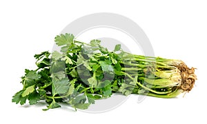 Close up view of bunch of fresh green parsley with roots