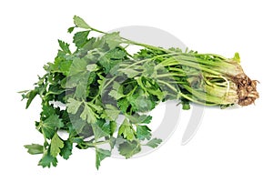 Close up view of bunch of fresh green parsley with roots