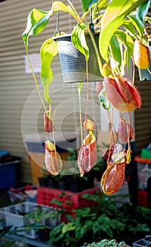 Close up view of bunch of Nepenthes Pitcher plant in the garden. Nepenthes tree Insect eating tree That grows