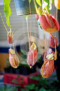 Close up view of bunch of Nepenthes Pitcher plant in the garden. Nepenthes tree Insect eating tree That grows