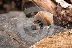 Close up view of Burgundy snail Helix, Roman snail, edible snai