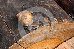 Close up view of Burgundy snail Helix, Roman snail, edible snai