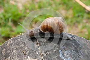 Close up view of Burgundy snail Helix, Roman snail, edible snai