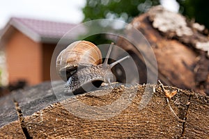Close up view of Burgundy snail Helix, Roman snail, edible snai