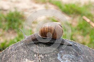 Close up view of Burgundy snail Helix, Roman snail, edible snai