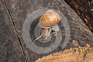 Close up view of Burgundy snail Helix, Roman snail, edible snai