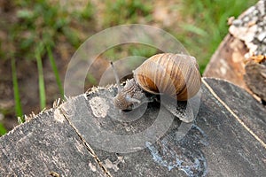 Close up view of Burgundy snail Helix, Roman snail, edible snai