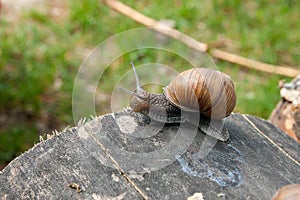 Close up view of Burgundy snail Helix, Roman snail, edible snai