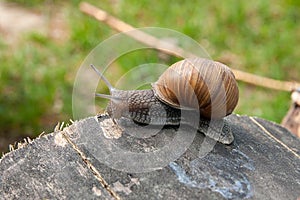 Close up view of Burgundy snail Helix, Roman snail, edible snai