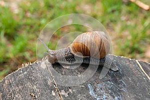 Close up view of Burgundy snail Helix, Roman snail, edible snai