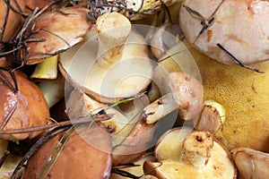 Close up view of butter mushrooms also called suillus. Pattern of vegetarian food