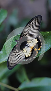 Close-up view of a butterfly with black and white wings is perching on a green leaf