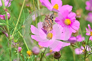 Close-up View Of A Butterfly Perched On The Pollen Of Blooming Pink Cosmos Bipinnatus Flower