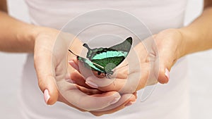 close up view butterfly sitting hand 2. High quality beautiful photo concept