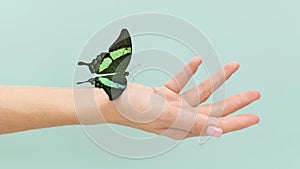 close up view butterfly sitting hand. High quality photo