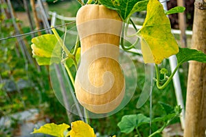 Close-up view of butternut squash in the garden