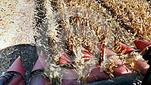 close up, View from cabin of big red combine harvester machine, filtering Fresh ripe corncobs from the leaves and stalks