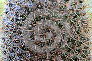 Close up view of cactus bonsai