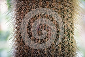 Close up view of cactus bonsai