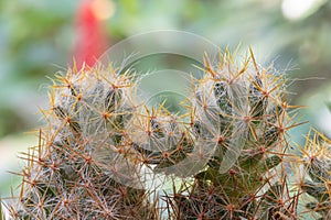 Close up view of cactus bonsai