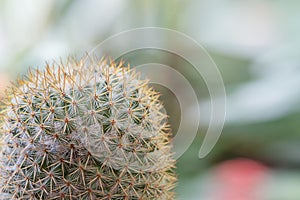 Close up view of cactus bonsai with copy space