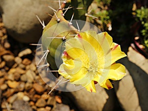 Close up view Cactus flower in the blurry background