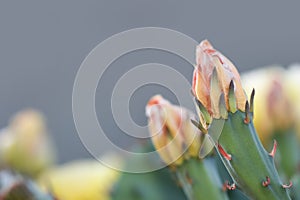 Close up view of cactus plant bloom on grey background