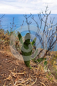 Close up view on cactus plant shaped like a person with panoramic view on the Atlantic Ocean, Tenerife, Canary Islands, Spain photo