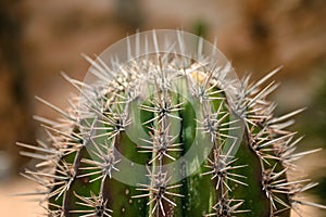 Close up view on the cactus prickles.