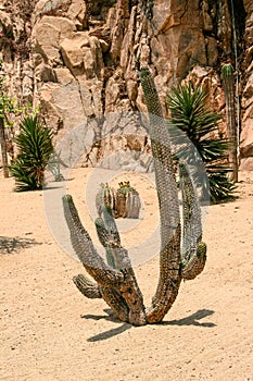 Close up view on the cactus prickles.