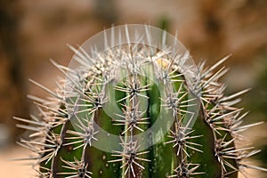 Close up view on the cactus prickles. photo