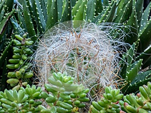 Close up view of cactuses