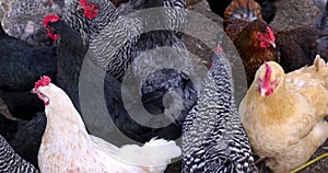 Close up view of cage free range chickens in the farm