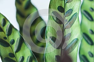 close up view of calathea lancifolia leaves