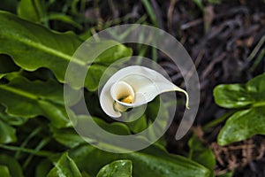 Close up view of Calla Lilies on madeira island in springtime