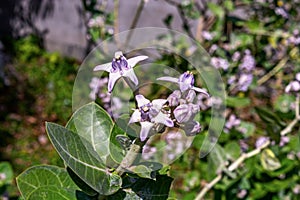 Close up view of Calotropis gigantea flower also known as crown flower