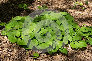Close-up view of Canada wild ginger Asarum canadense wildflower plants