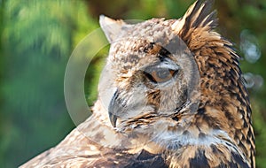 Cape Eagle Owl